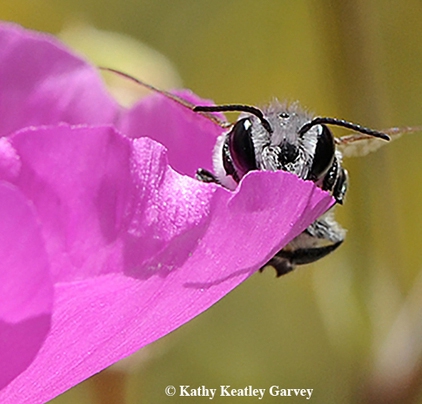 Peek a bee! A male leafcutter bee peers at the photographer. (Photo by Kathy Keatley Garvey)