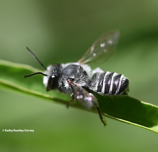 Close-up of the male leafcutter bee. (Photo by Kathy Keatley Garvey)