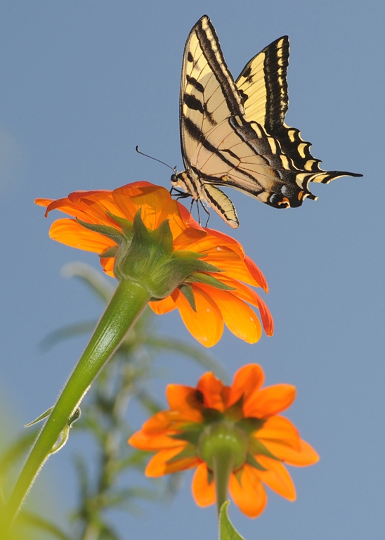 This image, of a Western tiger swallowtail, scored 14 of 15 points to be accepted into the Insect Salon. (Photo by Kathy Keatley Garvey)