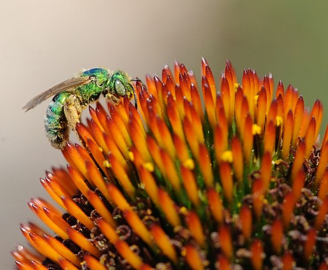 Metallic green sweat bee (Agapostemon texanus) on coneflower. (Photo by Kathy Keatley Garvey)