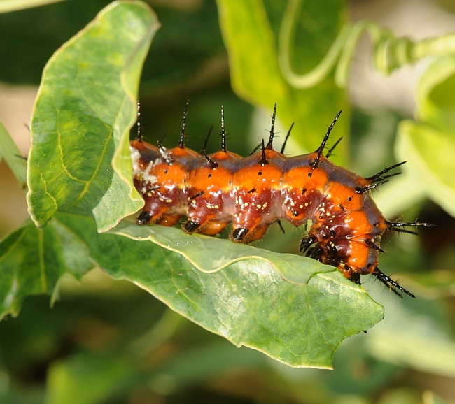 Gulf frit caterpillar munching on passionflower leaves. (Photo by Kathy Keatley Garvey)