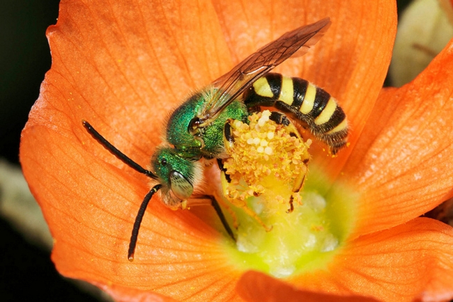 This is one of Rollin Coville's stunning photos of a male green sweat bee, Agapostemon. (Photo by Rollin Coville, used with permission),