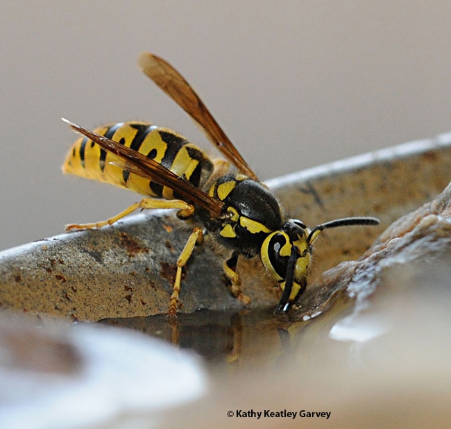 A yellowjacket drinking water on a hot day. Its black antennae distinguish it from the orange-tipped antennae of the European paper wasp. (Photo by Kathy Keatley Garvey)
