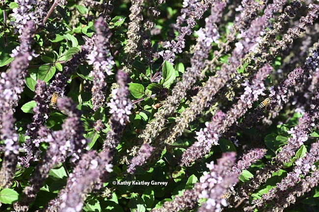 In this image, you can see two bees on the African blue basil. But can you find the praying mantis? (Photo by Kathy Keatley Garvey)