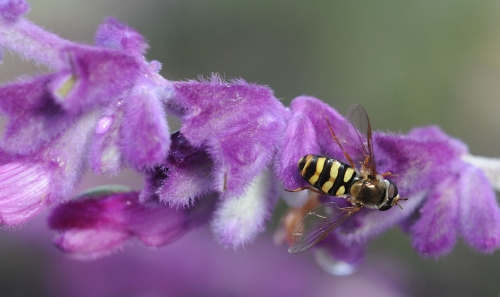 Hover fly on sage