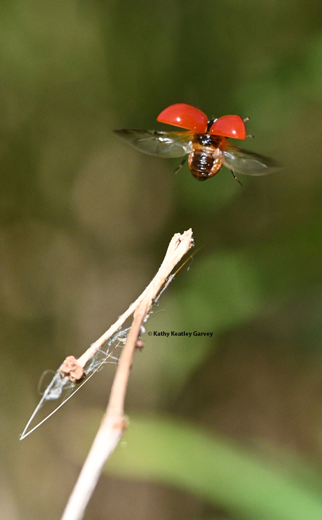 And the lady beetle takes flight. (Photo by Kathy Keatley Garvey)