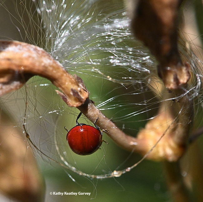 A lady beetle framed by milkweed silk. (Photo by Kathy Keatley Garvey)