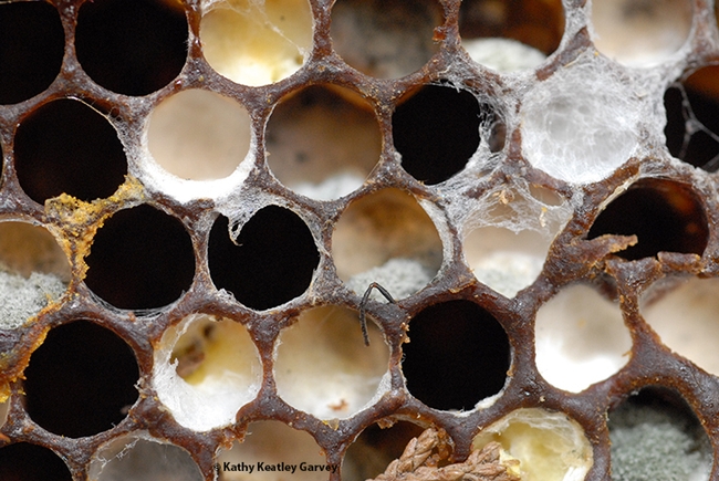 Close-up image of cells in an abandoned hive; colony collapse disorder suspected. Note the bee antenna near the center. And the mold. (Photo by Kathy Keatley Garvey)