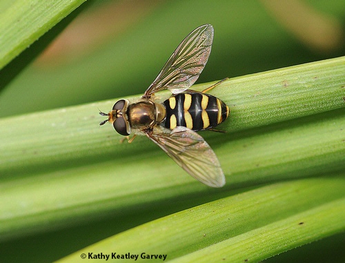 A syrphid fly, probably a Syrphus opinator, warms its flight muscles in the Ruth Risdon Storer Garden, part of the UC Davis Arboretum and Public Garden. (Photo by Kathy Keatley Garvey)
