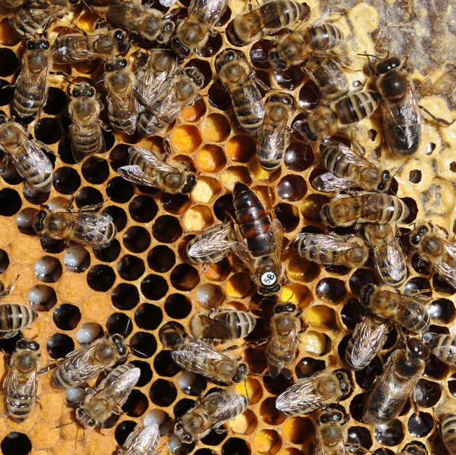 Honey bees working the hive. (Photo by Kathy Keatley Garvey)
