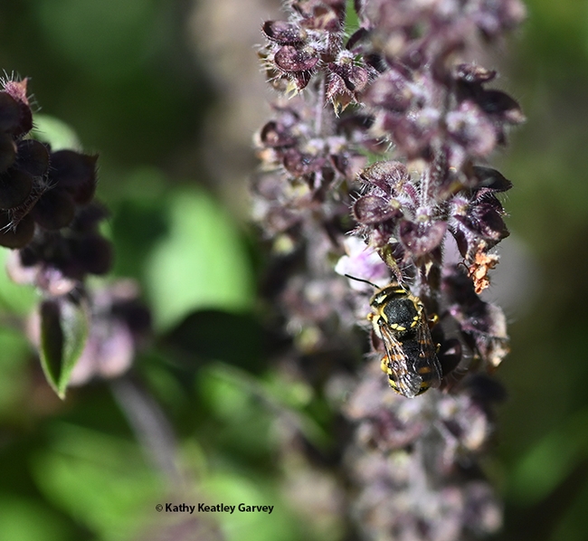 Find the European wool carder bee! It's difficult to see as it rests on an African blue basil bloom. (Photo by Kathy Keatley Garvey)