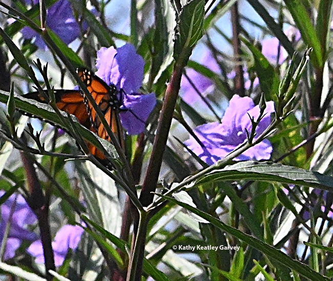 Zooming in, you can see the iconic monarch nectaring on a Mexican petunia. (Photo by Kathy Keatley Garvey)