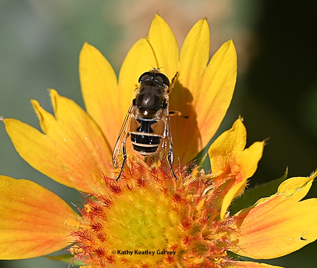 Ready for take-off? A syrphid fly, aka flower fly and hover fly, prepares to leave a Gaillardia on Friday Fly Day. (Photo by Kathy Keatley Garvey)