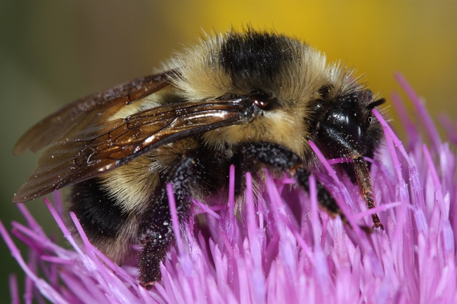 Cockerell’s bumble bee. (Photo by Greg Ballmer, UC Riverside)