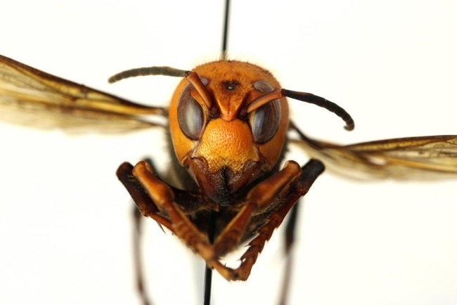 This is the Asian giant hornet, Vespa mandarinia,  dubbed by the news media as “the murder hornet.