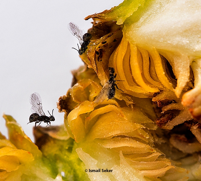 This image, taken in Turkey, shows fig wasps. (Photo by Dr. Ismail Seker)
