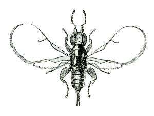 A female fig wasp, Blastophaga psenes. (Courtesy of Wikipedia)