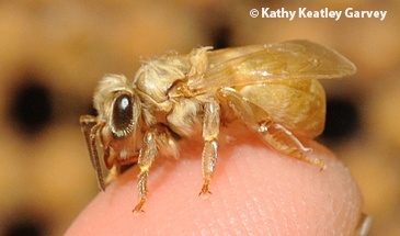 Newly emerged honey bee. (Photo by Kathy Keatley Garvey)