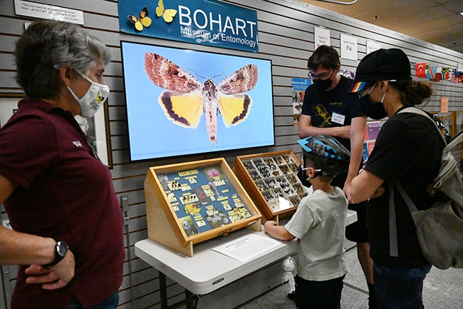 An image of a underwing moth  flashes on the screen as postdoctoral researcher Severyn Korneyev talks to visitors at the Bohart Museum open house. In the foreground is Lynn Kimsey, director of the Bohart Museum. (Photo by Kathy Keatley Garvey)