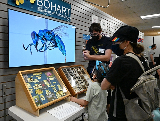 An image of a chrysidid cuckoo wasp,  Chrysis lindae, flashes on the screen as postdoctoral researcher Severyn Korneyev talks to visitors at the Bohart Museum open house. (Photo by Kathy Keatley Garvey)