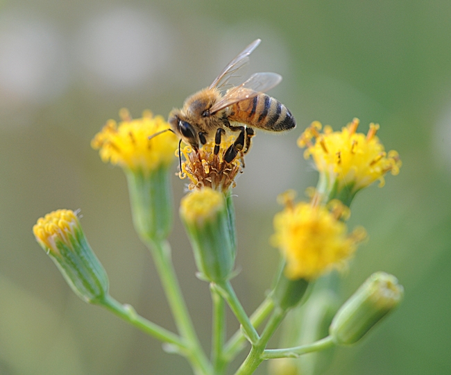 An Italian honey bee on Senecio from the Asteraceae or daisy family. (Photo by Kathy Keatley Garvey)