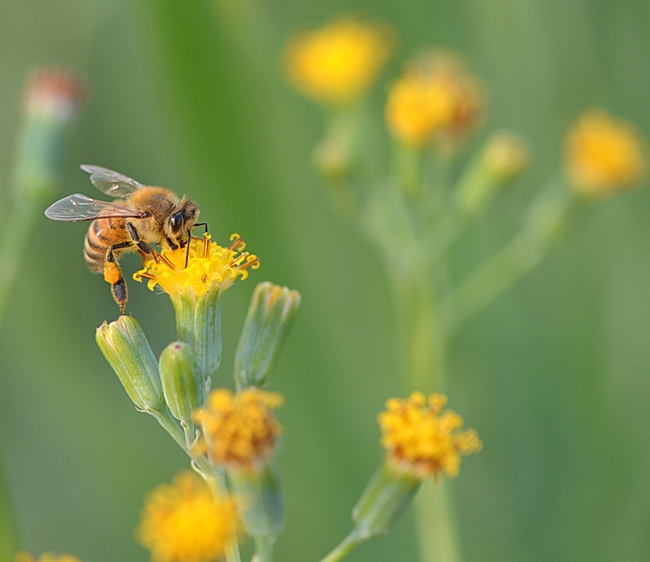 Packing pollen, a honey bee forages in a Senecio. (Photo by Kathy Keatley Garvey)