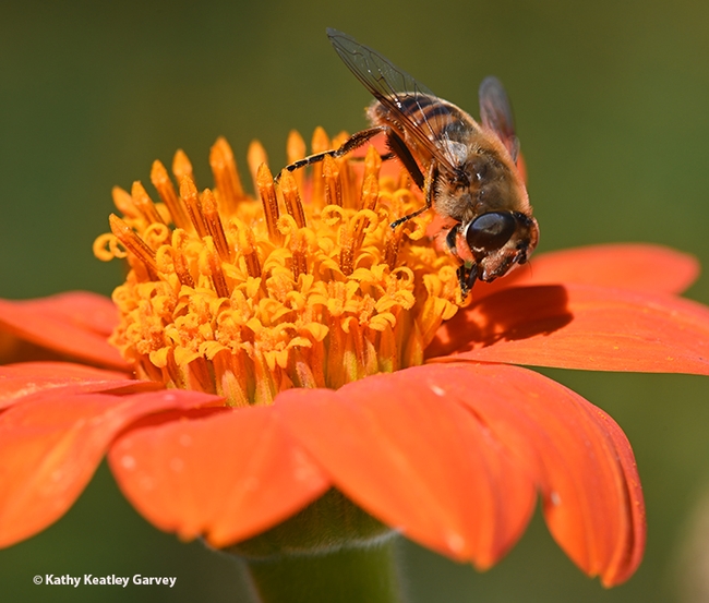 Side view of a  drone fly, Eristalis tenax, sipping nectar from a Mexican sunflower, Tithonia rotundifola. (Photo by Kathy Keatley Garvey)