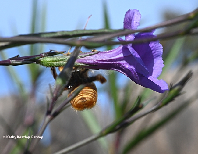 This male Valley carpenter bee, or 