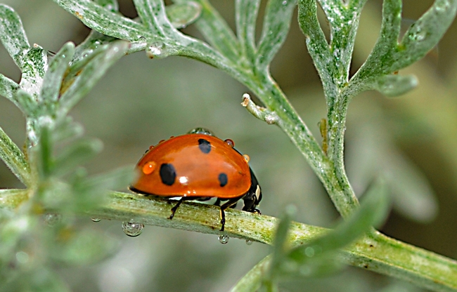 A ladybug in the winter. (Photo by Kathy Keatley Garvey)
