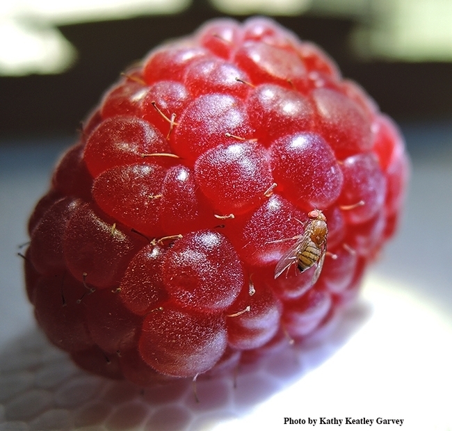 A fruit fly on a raspberry. This is a spotted wing drosophila from the Joanna Chiu lab at UC Davis. (Photo by Kathy Keatley Garvey)