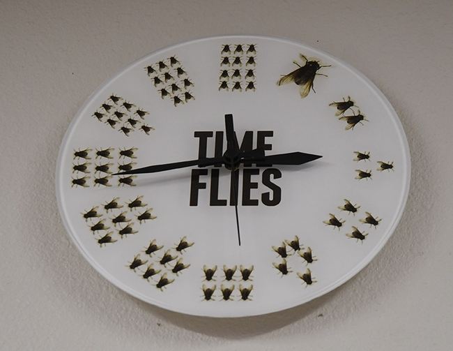 Time flies but how do flies tell time? (Photo by Kathy Keatley Garvey)