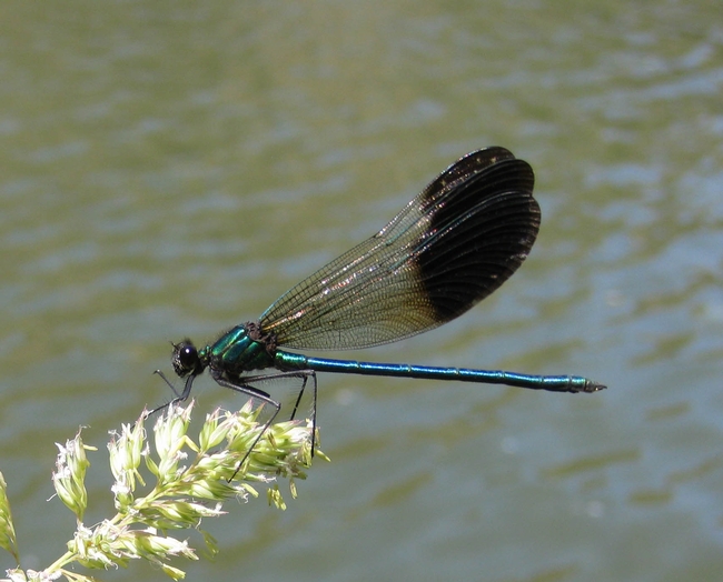 This is a river jewelwing, Calopteryx aequabilis, photographed at the Klamath River. (Photo by Greg Kareofelas)