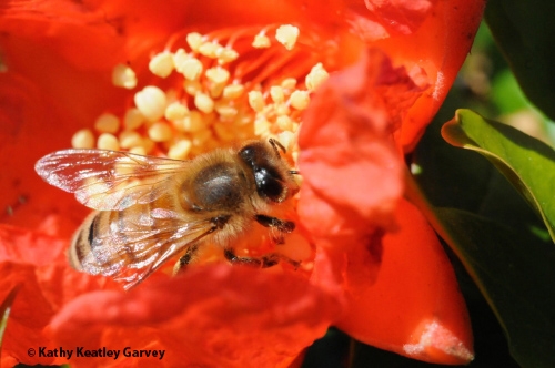 A honey bee pollinates a pomegranate blossom on May 26, 2008. (Photo by Kathy Keatley Garvey)