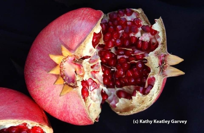 Four months after the pomegranate tree blossomed, this is the result: crimson jewels. (Photo by Kathy Keatley Garvey)