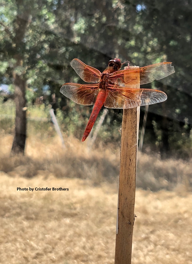 UC Davis doctoral student Cristofer Brothers took this image of a flameskimmer, Libellula saturata.
