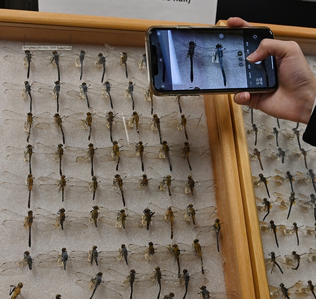 A visitor at the open house takes an image of dragonfly specimens with her cell phone. (Photo by Kathy Keatley Garvey)