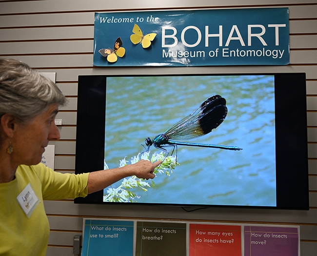 The Bohart Museum showcased dragonfly images by Bohart associate Greg Kareofelas. Here Lynn Kimsey, director of the Bohart, admires a river jewelwing, Calopteryx aequabilis, that Kareofelas photographed at the Klamath River. (Photo by Kathy Keatley Garvey)