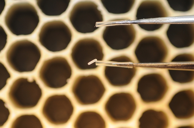 The tiny egg of a future honey bee weighs about 0.1 mg. (Photo by Kathy Keatley Garvey)