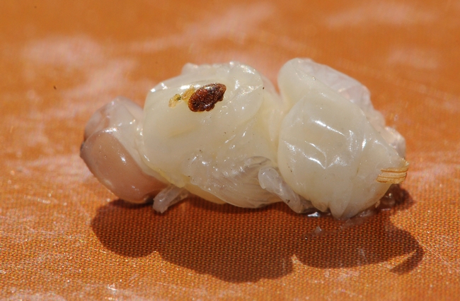 Close-up of a pupa with a Varroa mite. (Photo by Kathy Keatley Garvey)