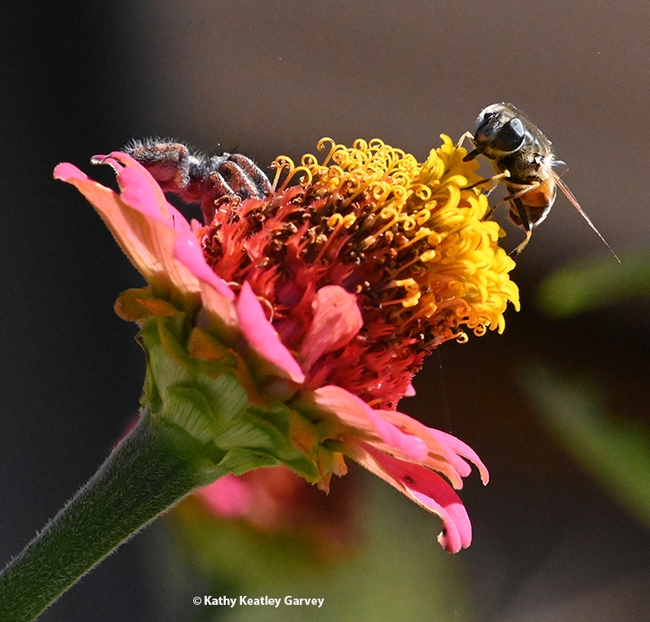 The syrphid fly slurps the nectar, unaware she is being watched. (Photo by Kathy Keatley Garvey)
