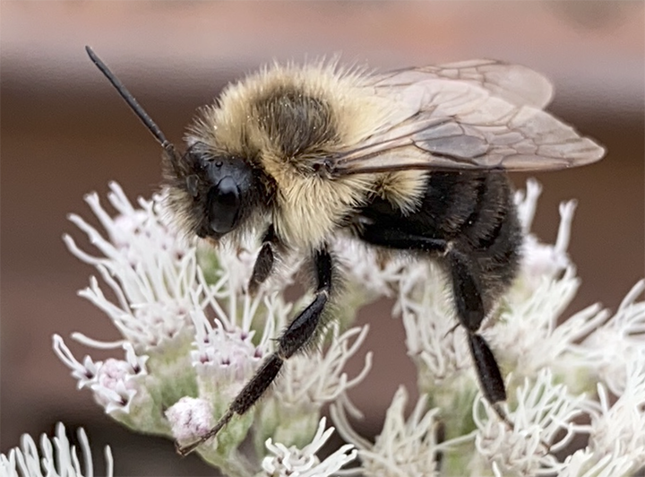 Bumblebee - Wikipedia