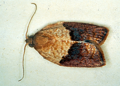 Male light brown apple moth