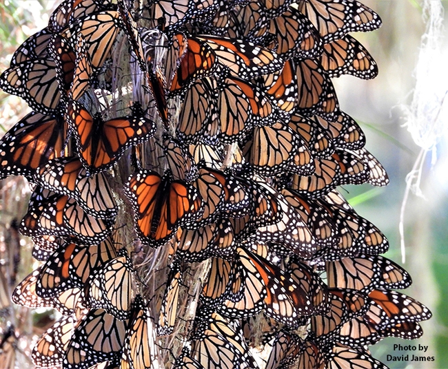 Overwintering monarchs in Cambria, San Luis Obispo County. This  site does not appear on the official list of California's overwintering sites, says WSU entomologist David James. It was home in November to 15,000 butterflies. (Photo by David James, Washington State University entomologist)