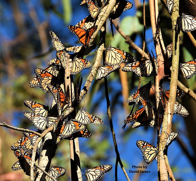A cluster of monarchs at an overwintering site in Bolinas, Calif. (Photo by David James, Washington State University entomologist)