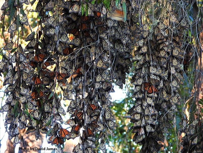 Monarchs clustering at an overwintering site in Pismo Beach, San Luis Obispo County. (Photo by David James, Washington State University entomologist)