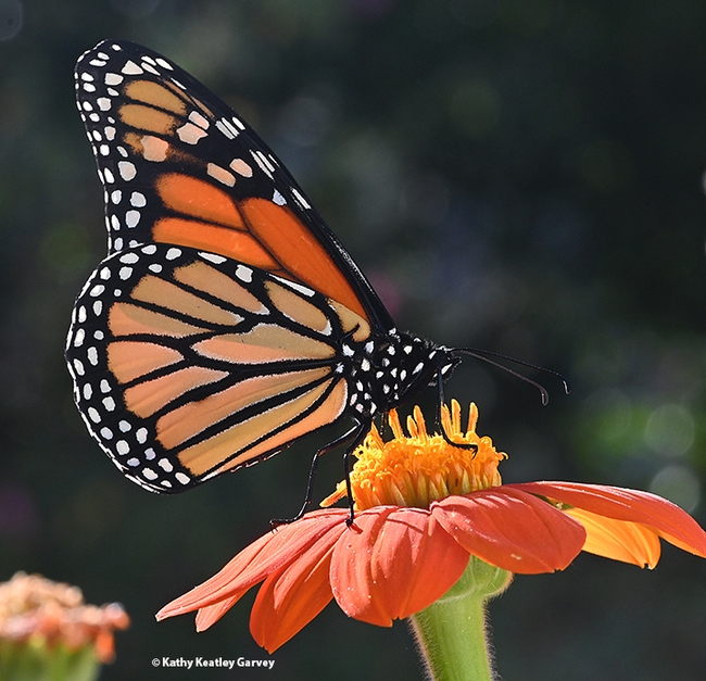 This monarch passed through Vacaville, Calif. on Oct. 24, 2022, on its way to an overwintering spot along the coast. It is nectaring on a Mexican sunflower, Tithonia rotundifola. (Photo by Kathy Keatley Garvey)