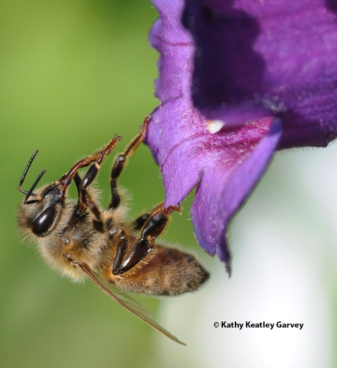 Honey bee cleaning her proboscis (tongue). (Photo by Kathy Keatley Garvey)