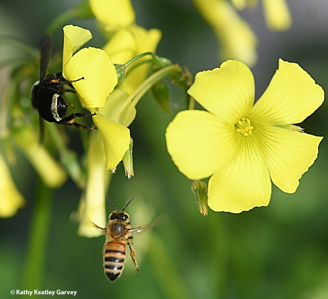 A honey bee and a yellow-faced bumble bee, Bombus vosenenskii, foraging on oxalis near the Benicia State Capitol grounds on Jan. 13, 2021. (Photo by Kathy Keatley Garvey)