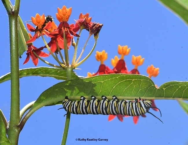 A monarch caterpillar feeding on tropical milkweed, Asclepias curassavica, in Vacaville, Calif. (Photo by Kathy Keatley Garvey)