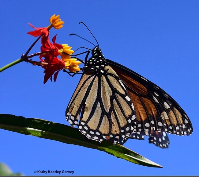 A monarch nectaring on tropical milkweed, Asclepias curassavica, in Vacaville, Calif. (Photo by Kathy Keatley Garvey)